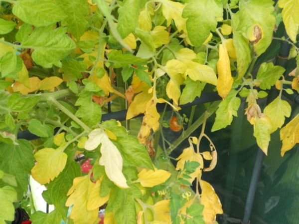  ¿Por qué las hojas de los tomates se vuelven amarillas?