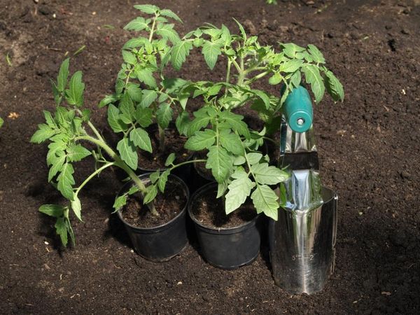  La plantación de plántulas de tomates en el invernadero se realiza a la edad de 55-60 días.