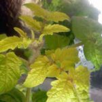  Amarillo con deficiencia de nitrógeno