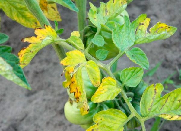  Hojas de tomate para fusarium.