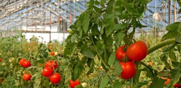  Cultivo de un sombrero de tomate monomaj en un entorno industrial.