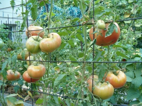  Metal Bar Tapet de tomate