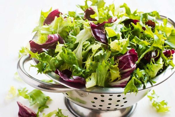  A alface é indispensável na dieta e saladas leves