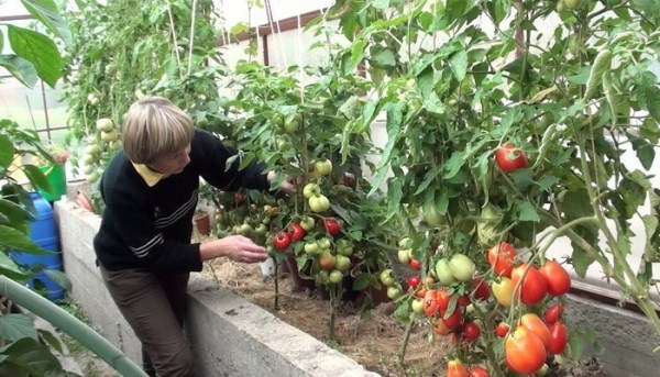  Tomato care
