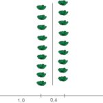 O esquema de plantio de linhas emparelhadas repolho