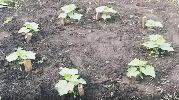  Piantare cetrioli in letti caldi in un cerchio