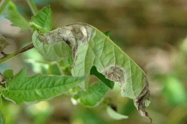  Leaves diseased blight