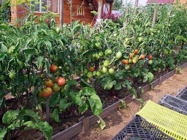  Solo con un'assistenza adeguata e tempestiva puoi ottenere un buon raccolto di pomodori