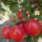  Tomates abertos para a Bielorrússia