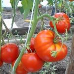  Las ventajas de cultivar tomates altos.