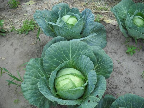  Testa di cavolo