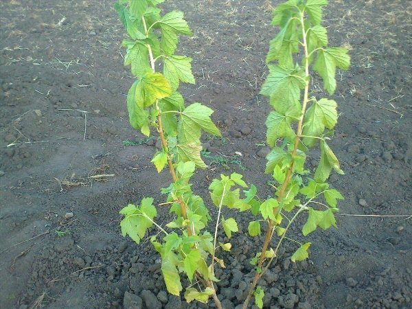  Spider mite leads to dehydration and drying of currant leaves