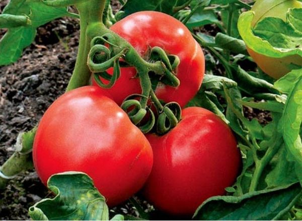  Cele mai bune soiuri de fructe dulci pentru Urali