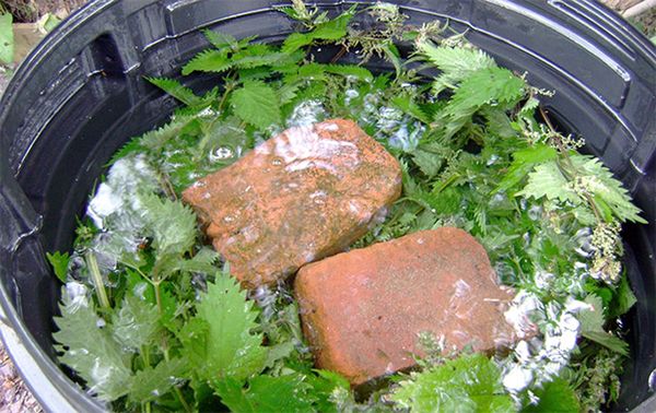  Nettle feed