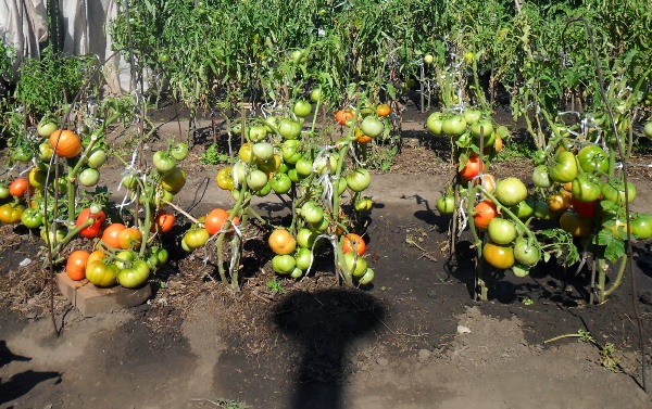  Growing tomatoes according to the method of I. M. Maslov