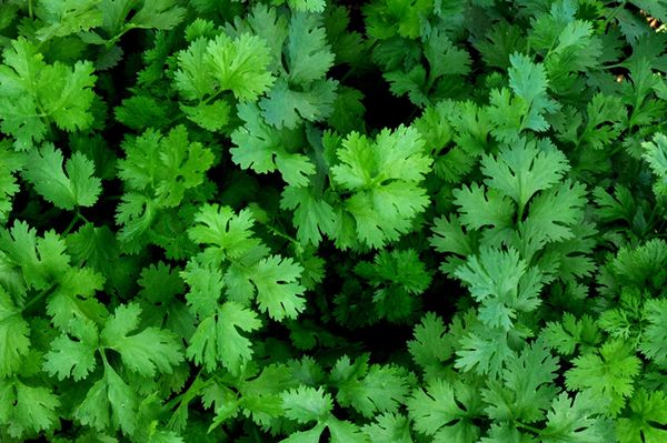  Cultivarea semințelor de coriandru