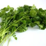  Cilantro verde
