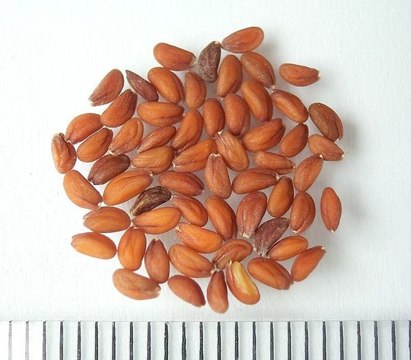  Sementes de agrião