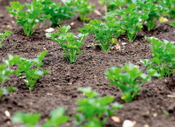  Cilantro se dezvoltă bine când distanța dintre tufișuri este de aproximativ 7 cm
