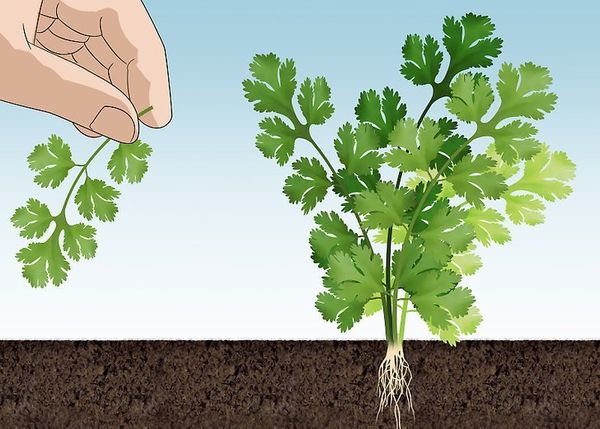  Recolta cilantro
