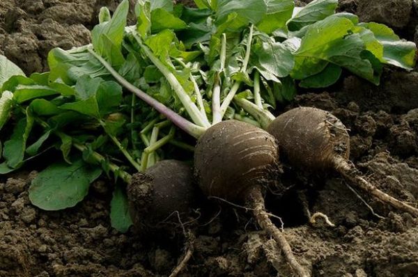  Momentul corect de plantare a ridiche