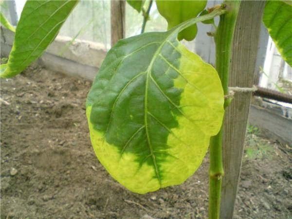 Vinetele frunze încep să devină galbene