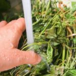  Propriedades úteis de vegetais