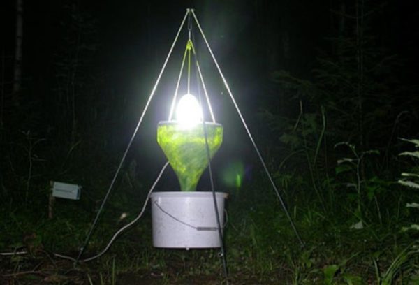 Light trap