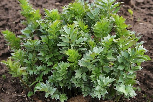  Ce este o lovage?