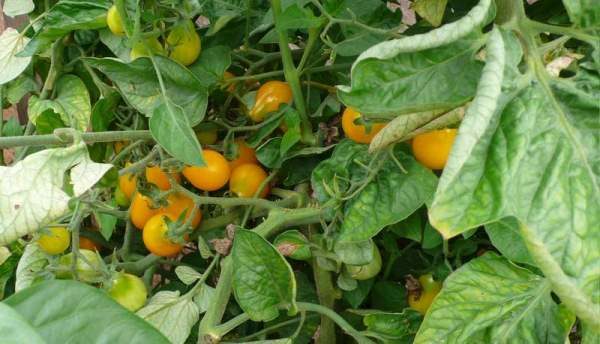  Tomatele Picăturile de miere sunt bine protejate de înfrângerea celor mai frecvente boli, printre care piciorul fittotor și piciorul negru