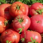  Cele mai fructuoase roșii