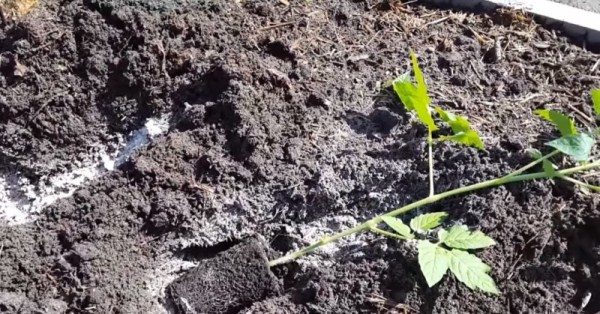  Cultivando tomates de acuerdo con el método de Maslov, es necesario colocar las plántulas en las ranuras para que el sistema de raíces se dirija hacia el sur y las cimas del arbusto hacia el norte.