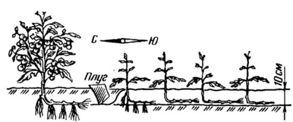 Esquema de cultivo de tomate según el método de I.M. Maslova