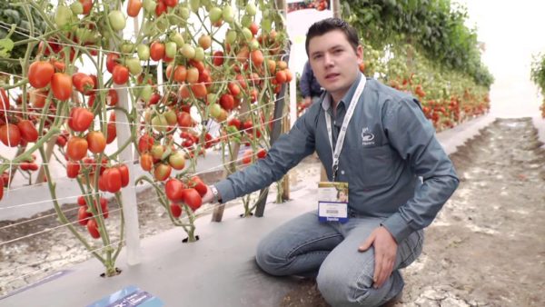  Fructele utile și roșii de roșii, gata pentru recoltare