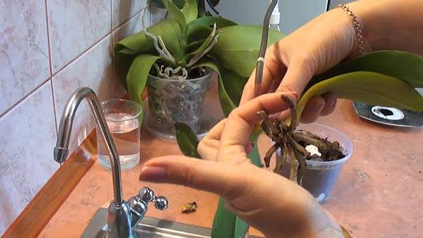  Trattamento delle radici di orchidee per i parassiti di Fitoverm
