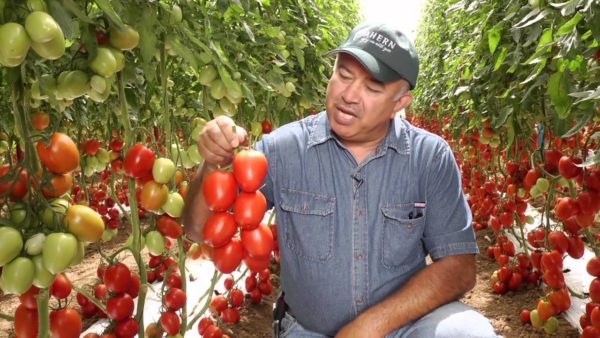  Tomatele au crăpat chiar pe ramură