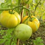  Las ventajas de cultivar tomates altos.
