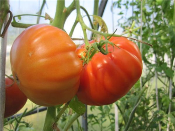  Tomatele poartă ursulețul pe un tufiș