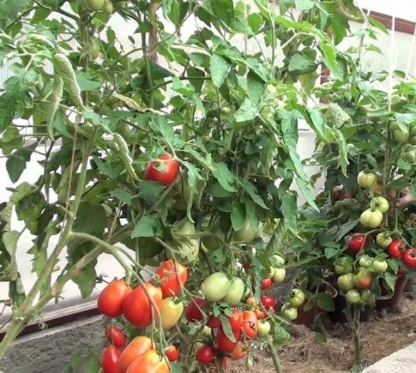 Cultivo de tomates en Maslov excluye las plantas pasynkovanie