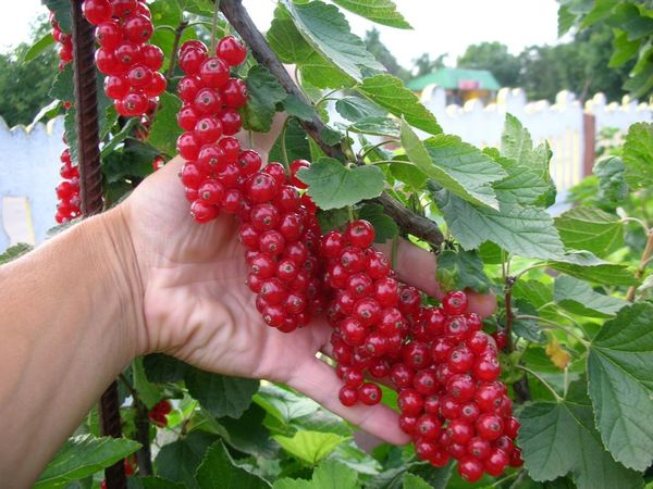  Ribes rosso olandese