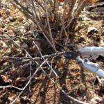  Uva spina di potatura in autunno
