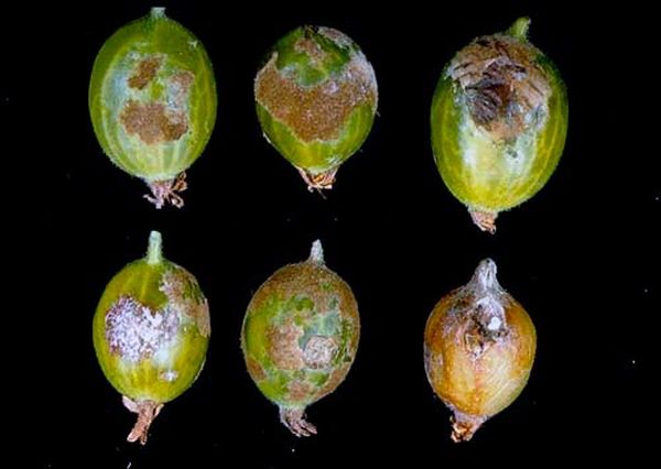  Rugiada farinosa sulle bacche di uva spina