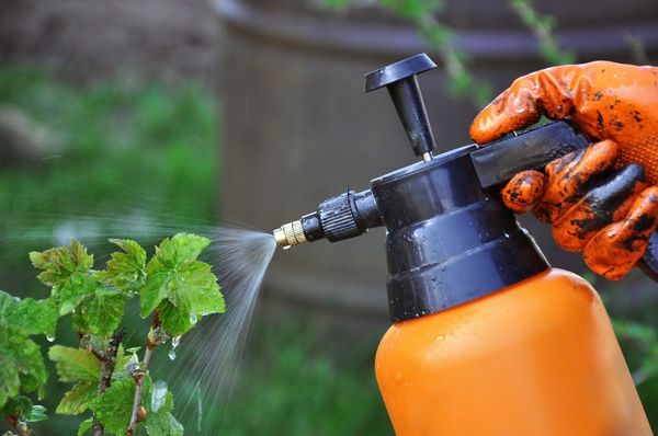  Il trattamento dei cespugli è efficace solo nei piccoli letti.