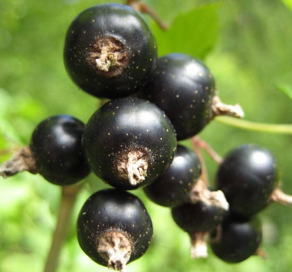  Varietà di ribes nero Mistero