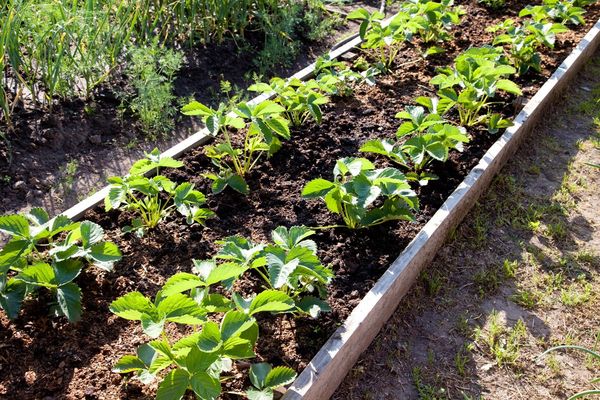  Come un vicino di fragole, è possibile scegliere spinaci, lattuga o ravanello