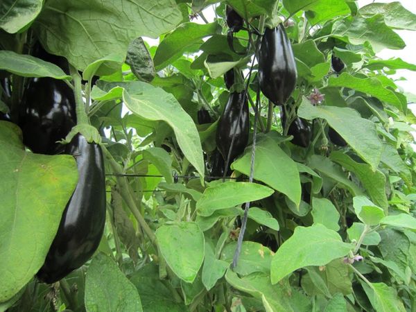  Accanto alle melanzane, puoi piantare fagioli o piselli