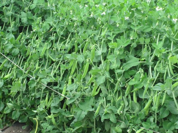  I piselli possono essere piantati vicino al cavolo rapa e insalata