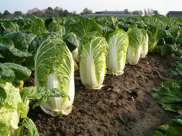  Il cavolo va bene con l'insalata