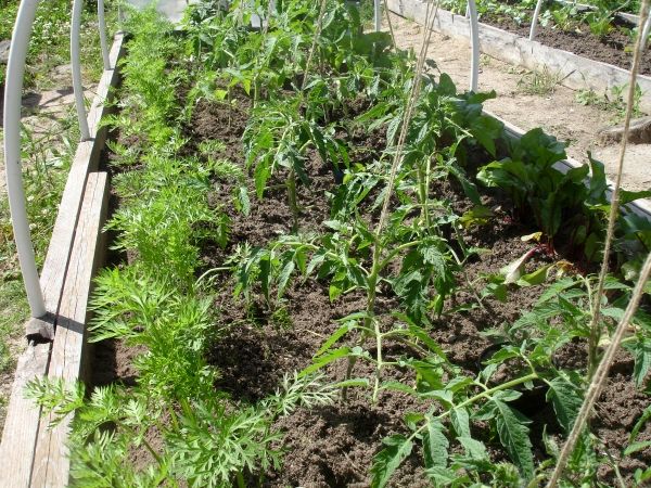  Le carote vanno d'accordo sullo stesso letto con i pomodori