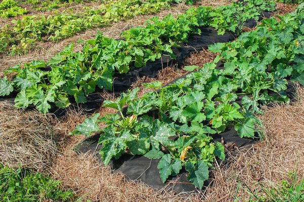  Le zucchine possono essere piantate vicino ai fagioli